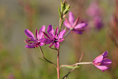 BUITEN BEELD Foto: 302770