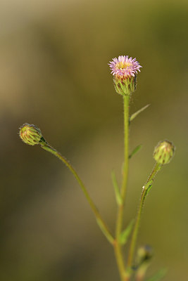 BUITEN BEELD Foto: 302775