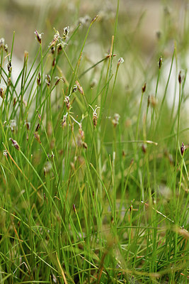 BUITEN BEELD Foto: 302779