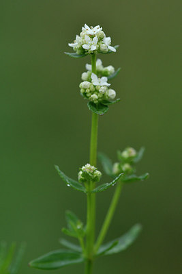 BUITEN BEELD Foto: 302782