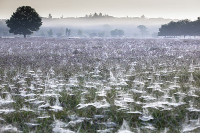 BUITEN BEELD Foto: 302805