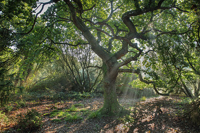 BUITEN BEELD Foto: 302806