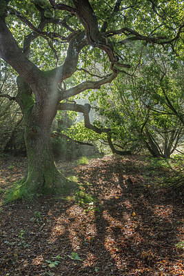 BUITEN BEELD Foto: 302807