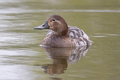 BUITEN BEELD Foto: 302833