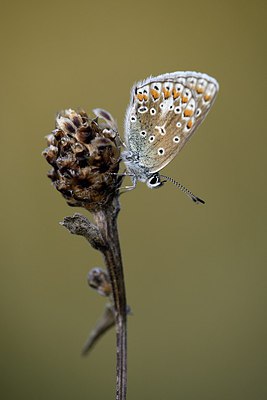 BUITEN BEELD Foto: 302838