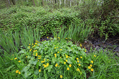 BUITEN BEELD Foto: 302879