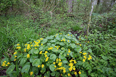 BUITEN BEELD Foto: 302881