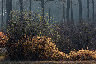 BUITEN BEELD Foto: 302889