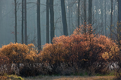 BUITEN BEELD Foto: 302890