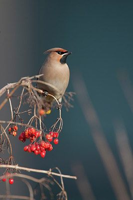 BUITEN BEELD Foto: 302914
