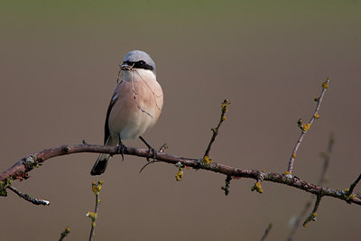 BUITEN BEELD Foto: 302922