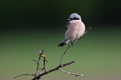 BUITEN BEELD Foto: 302923