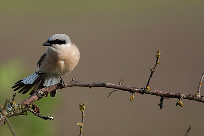BUITEN BEELD Foto: 302926