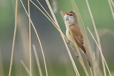 BUITEN BEELD Foto: 302932