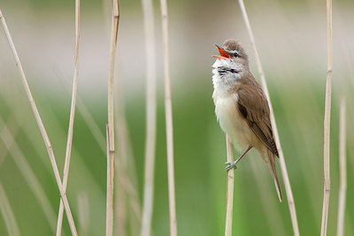 BUITEN BEELD Foto: 302938