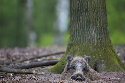 BUITEN BEELD Foto: 302989