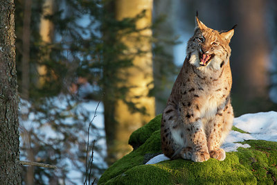 BUITEN BEELD Foto: 303019