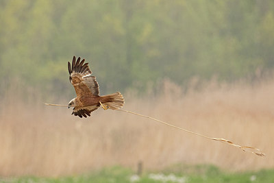 BUITEN BEELD Foto: 303082