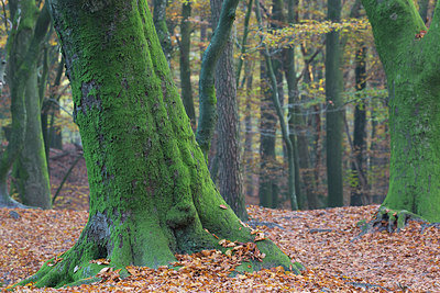 BUITEN BEELD Foto: 303162