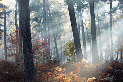 BUITEN BEELD Foto: 303169