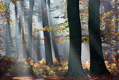 BUITEN BEELD Foto: 303216