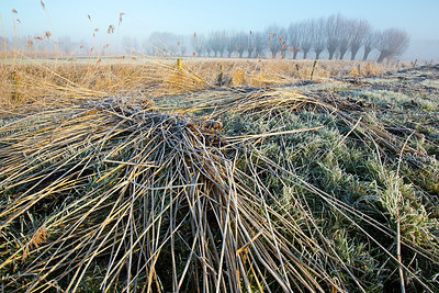 BUITEN BEELD Foto: 303330