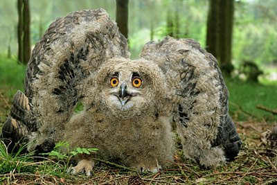 BUITEN BEELD Foto: 303355