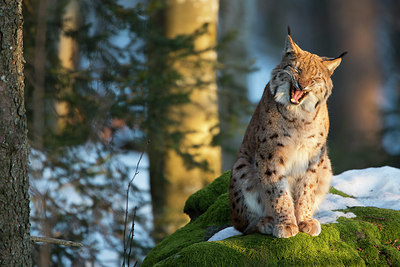 BUITEN BEELD Foto: 303406