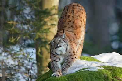 BUITEN BEELD Foto: 303409