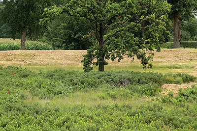 BUITEN BEELD Foto: 303548