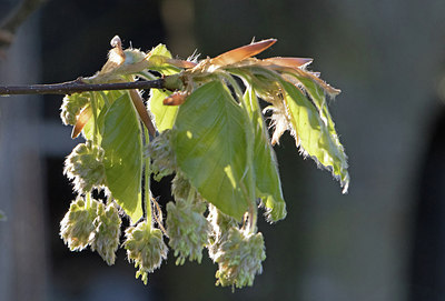 BUITEN BEELD Foto: 303560