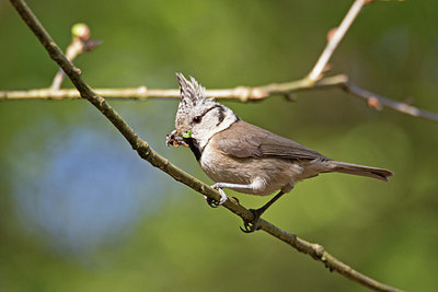 BUITEN BEELD Foto: 303589