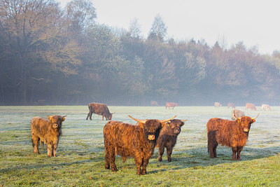 BUITEN BEELD Foto: 303605