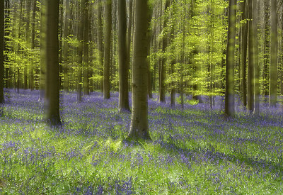 BUITEN BEELD Foto: 303611