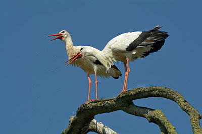 BUITEN BEELD Foto: 303617