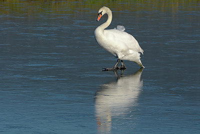 BUITEN BEELD Foto: 303629