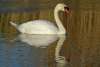 BUITEN BEELD Foto: 303630