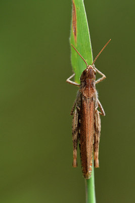 BUITEN BEELD Foto: 303706