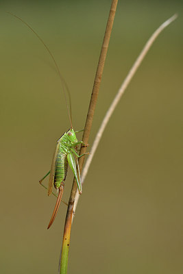 BUITEN BEELD Foto: 303709