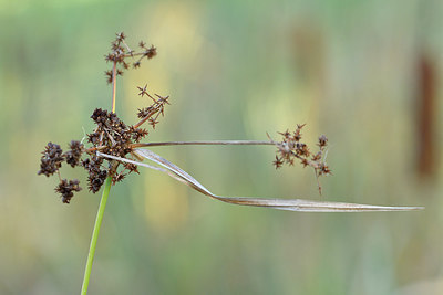 BUITEN BEELD Foto: 303718