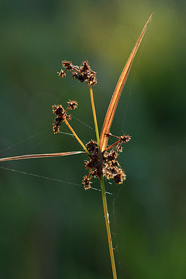 BUITEN BEELD Foto: 303719