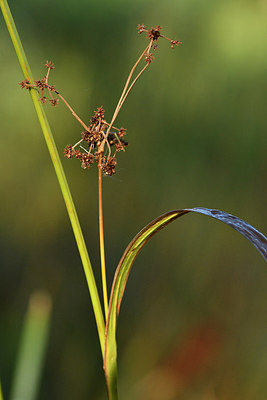 BUITEN BEELD Foto: 303721