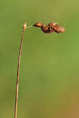 BUITEN BEELD Foto: 303724