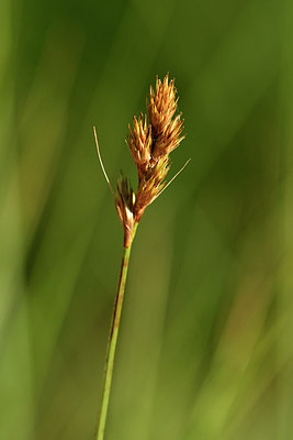 BUITEN BEELD Foto: 303726