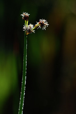 BUITEN BEELD Foto: 303751