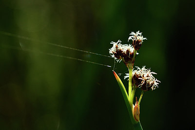 BUITEN BEELD Foto: 303752