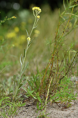 BUITEN BEELD Foto: 303768