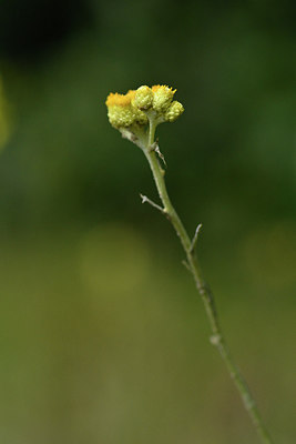 BUITEN BEELD Foto: 303772