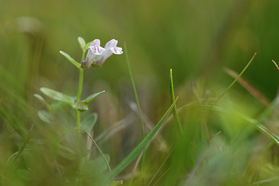 BUITEN BEELD Foto: 303783