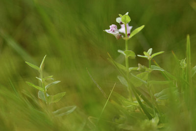 BUITEN BEELD Foto: 303785